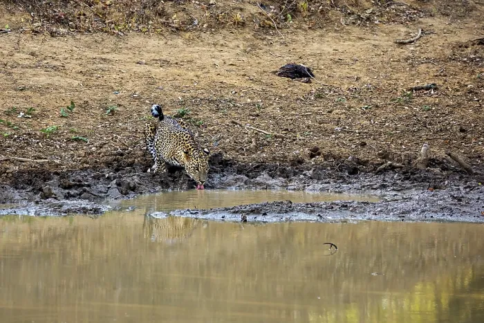 Framed Print : A leopard drinks at a waterhole and is reflected in the water Framed Print : A leopard drinks at a waterhole and is reflected in the water