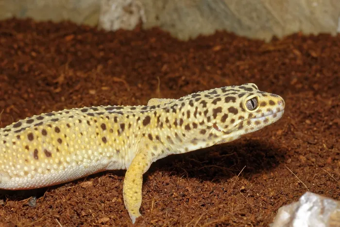 Framed Print : Detail of leopard gecko on a brown background