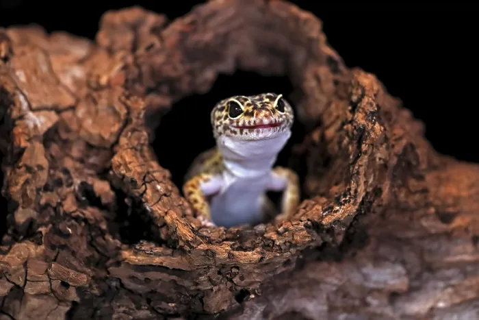 Framed Print : Leopard gecko (Eublepharis macularius)