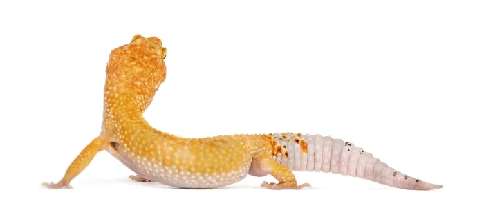 Framed Print : Leopard gecko standing, isolated on white Framed Print : Leopard gecko standing, isolated on white