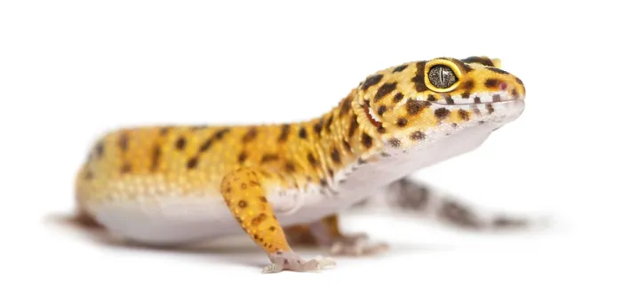 Framed Print : Leopard gecko standing, isolated on white