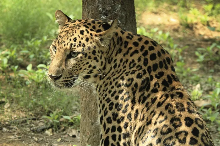 Framed Print : Leopard in Jamshedpur Zoo Jharkhand India Asia