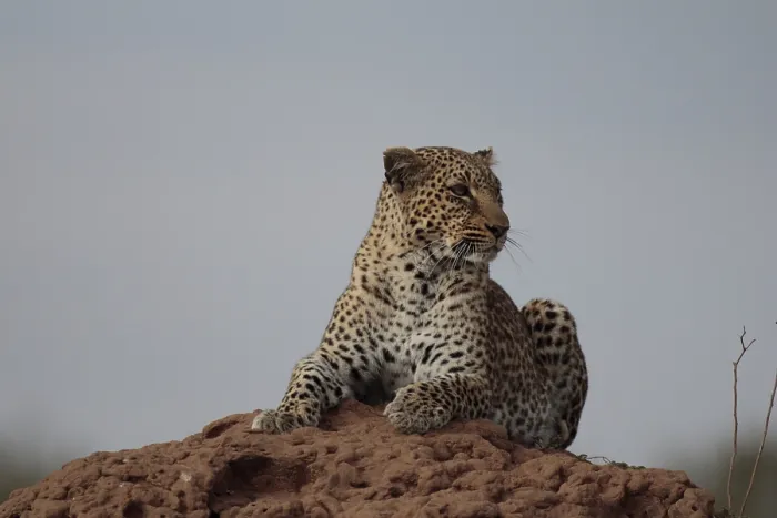 Framed Print : Leopard on the lookout on a termite mound
