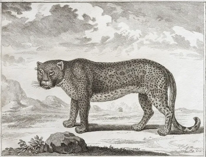 Framed Print : Leopard (Panthera pardus)