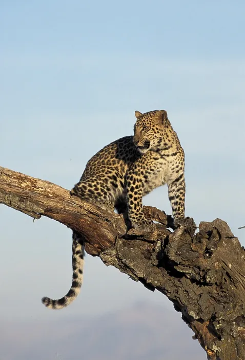 Framed Print : Leopard (panthera pardus), Adult standing on Branch Framed Print : Leopard (panthera pardus), Adult standing on Branch