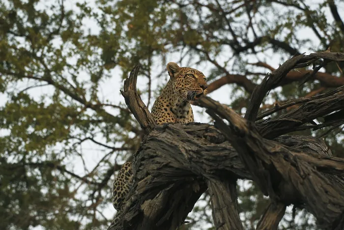 Framed Print : Leopard (panthera pardus), Adult standing in Tree Framed Print : Leopard (panthera pardus), Adult standing in Tree