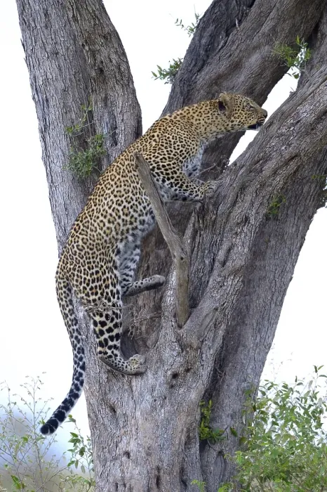 Framed Print : Leopard (Panthera pardus), climbing up a tree