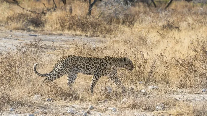 Framed Print : Leopard (Panthera pardus), Etosha National Park Framed Print : Leopard (Panthera pardus), Etosha National Park