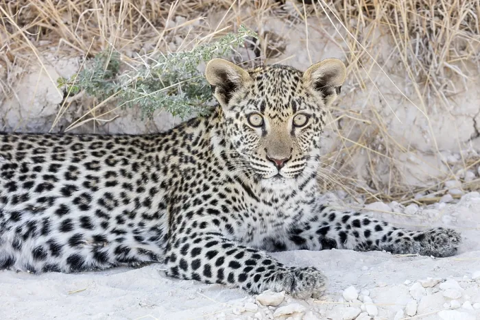 Framed Print : Leopard (Panthera pardus), Etosha-Nationalpark