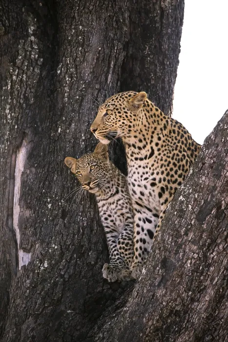 Framed Print : Leopard (Panthera pardus ), Female with juvenile looking out in tree
