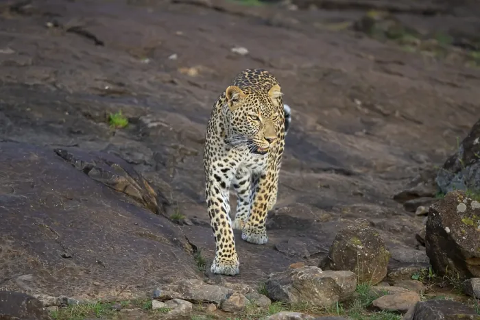 Framed Print : Leopard (Panthera pardus) female, Kenya, Africa