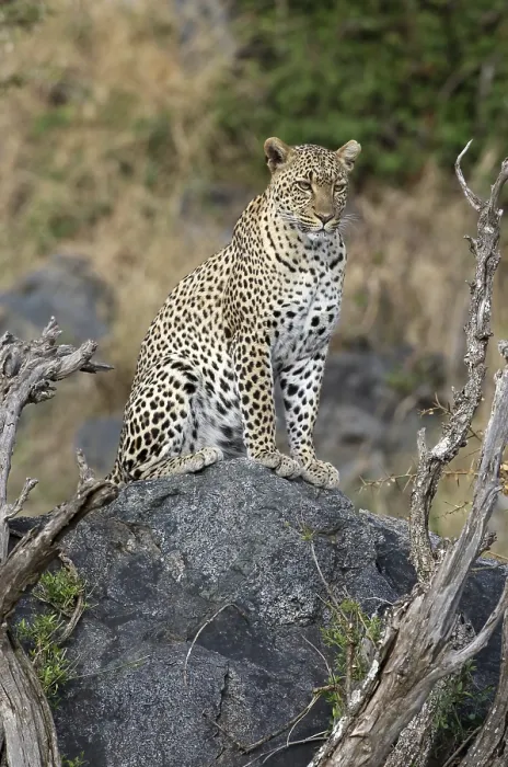Framed Print : Leopard (Panthera pardus) female sitting on a rock