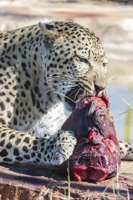 Framed Print : Leopard (Panthera pardus) gnawing on a chunk of meat