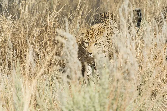 Framed Print : Leopard (Panthera pardus), Khomas, Namibia, Africa