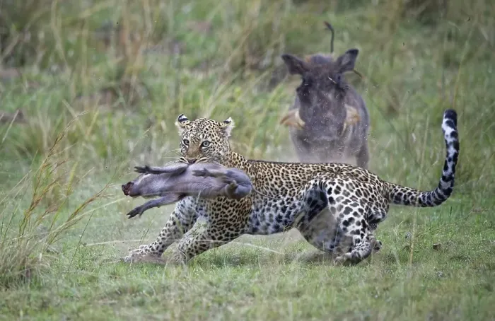 Framed Print : Leopard (Panthera pardus) kills a young warthog