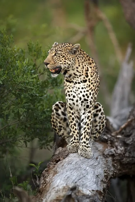 Framed Print : Leopard (Panthera pardus), Kruger National Park