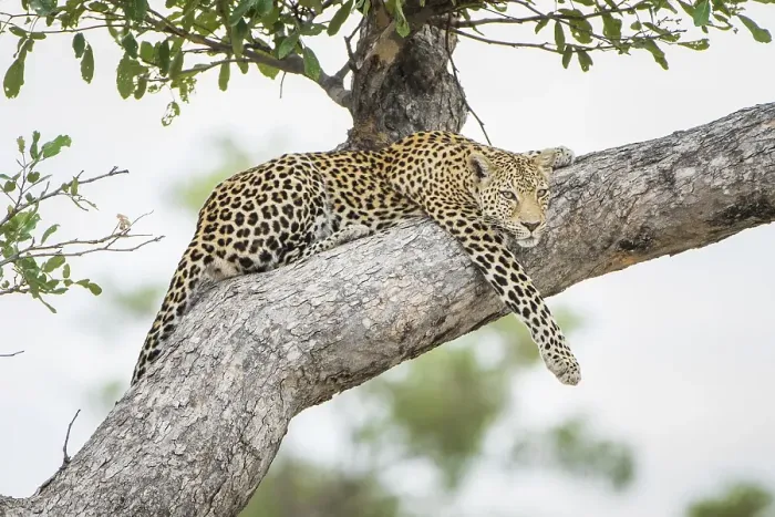 Framed Print : Leopard (Panthera pardus) lies relaxed on a tree and looks out
