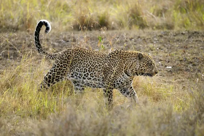Framed Print : Leopard (Panthera pardus), Masai Mara National Reserve