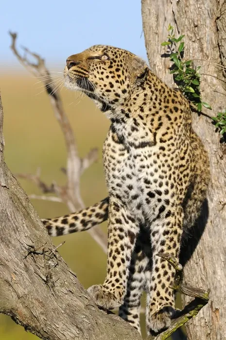Framed Print : Leopard (Panthera pardus), Masai Mara Nature Reserve Framed Print : Leopard (Panthera pardus), Masai Mara Nature Reserve