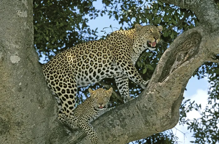 Framed Print : LEOPARD (panthera pardus), MOTHER WITH CUB STANDING IN TREE