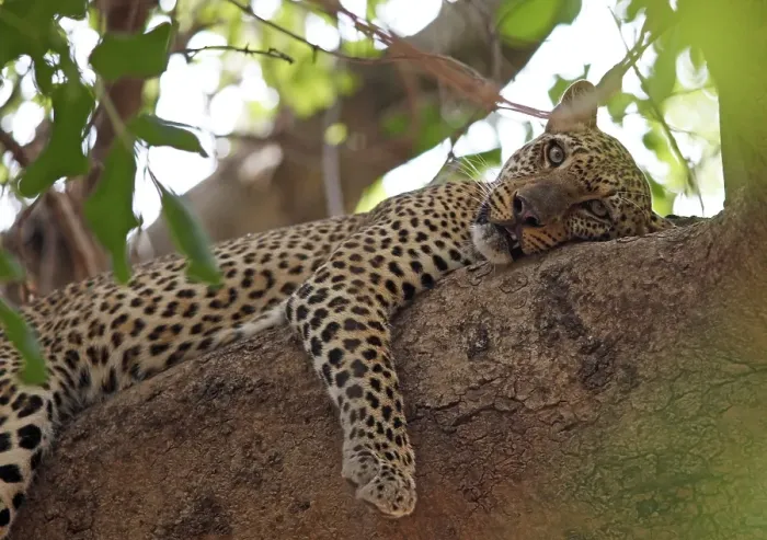 Framed Print : Leopard (Panthera pardus) resting in tree Framed Print : Leopard (Panthera pardus) resting in tree