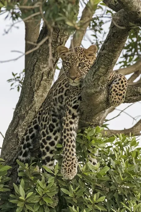 Framed Print : Leopard (Panthera pardus) rests in the tree Framed Print : Leopard (Panthera pardus) rests in the tree