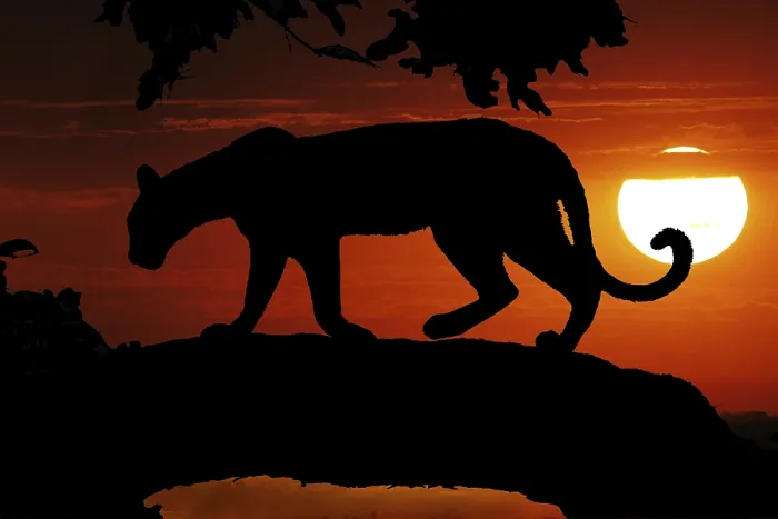 Framed Print : Leopard (panthera pardus), Silhouette in a Tree at Sunset
