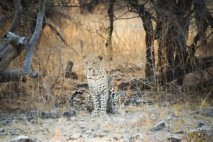 Framed Print : Leopard (Panthera pardus) sitting under a dry tree on stony ground Framed Print : Leopard (Panthera pardus) sitting under a dry tree on stony ground