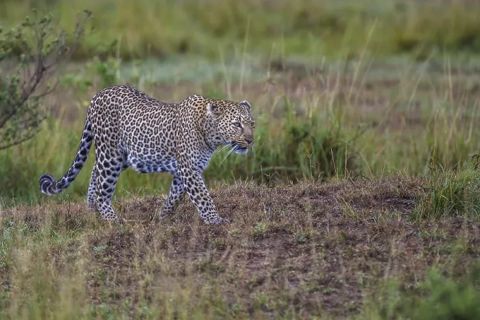 Framed Print : Leopard (Panthera pardus), South Africa