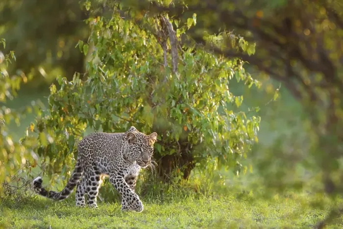 Framed Print : Leopard (Panthera pardus) stalking