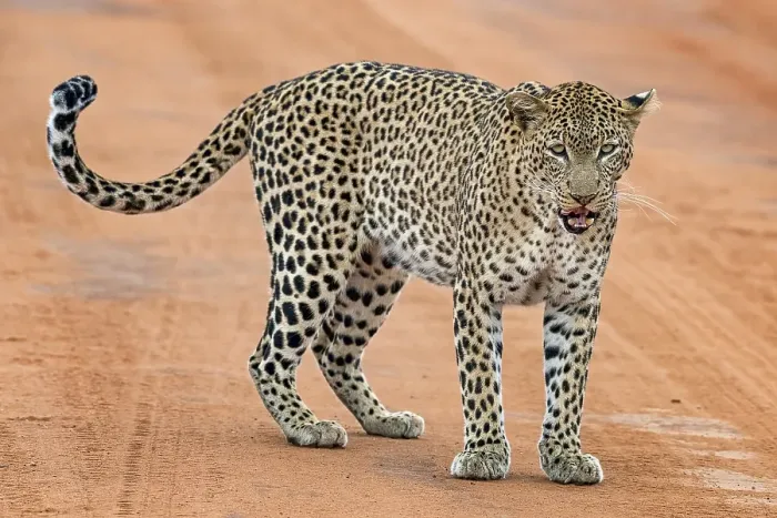 Framed Print : Leopard (Panthera pardus) stands on sand track and licks his mouth