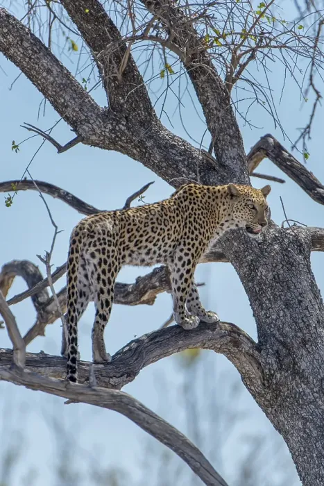Framed Print : Leopard (Panthera pardus) stands on a tree and looks out Framed Print : Leopard (Panthera pardus) stands on a tree and looks out