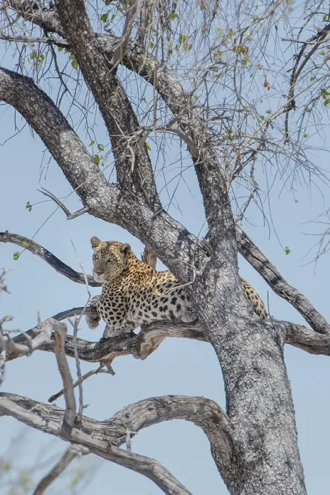 Framed Print : Leopard (Panthera pardus) on a tree Framed Print : Leopard (Panthera pardus) on a tree