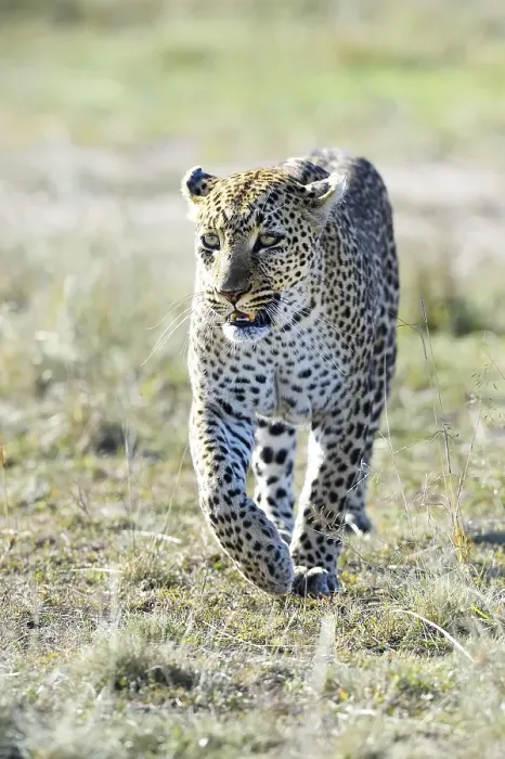 Framed Print : Leopard (Panthera pardus), walking