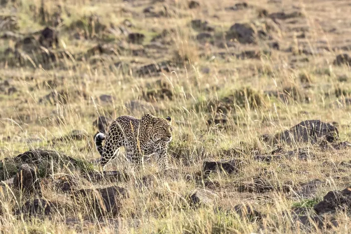 Framed Print : Leopard (Panthera pardus) walking in the grass on the savanna