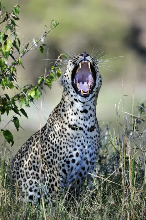 Framed Print : Leopard (Panthera pardus) yawning Framed Print : Leopard (Panthera pardus) yawning