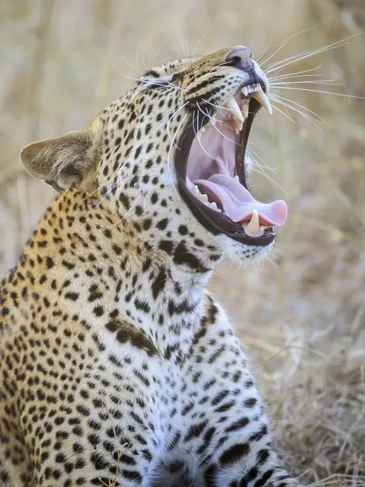 Framed Print : Leopard (Panthera pardus), yawning