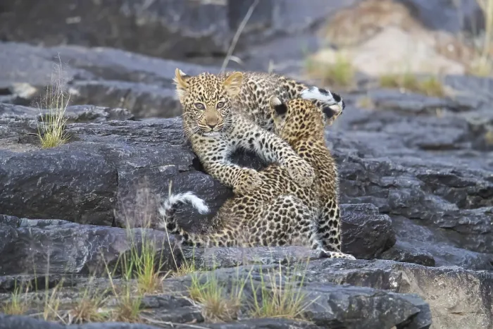 Framed Print : Leopard (Pathera pardus) cubs, Kenya, Africa Framed Print : Leopard (Pathera pardus) cubs, Kenya, Africa