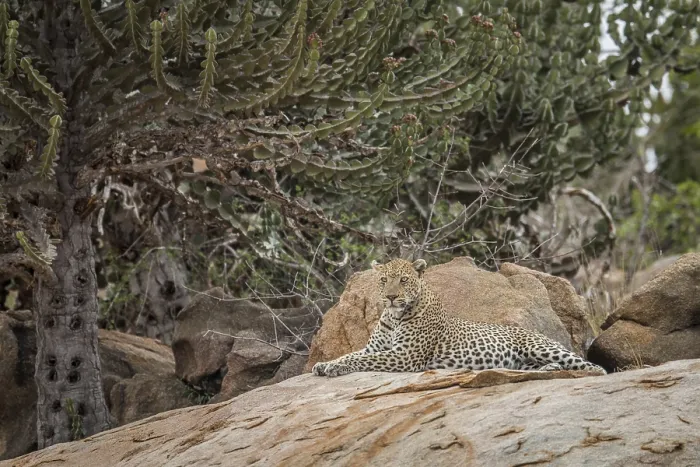 Framed Print : Leopard on the rocks in the Kruger National Park