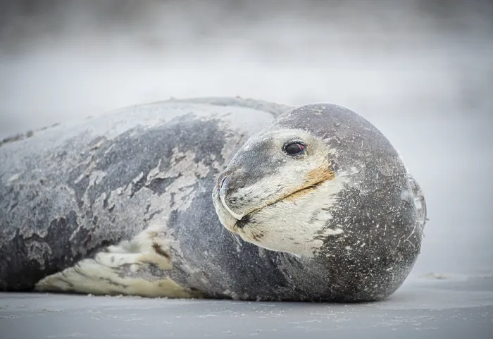 Framed Print : Leopard seal (Hydrurga leptonyx) resting on a beach Framed Print : Leopard seal (Hydrurga leptonyx) resting on a beach
