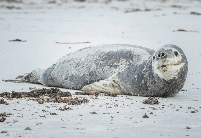 Framed Print : Leopard seal (Hydrurga leptonyx) resting on a beach