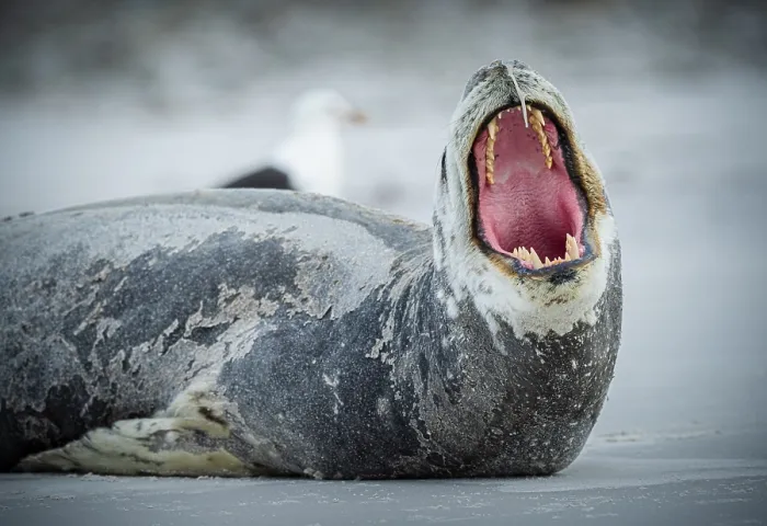 Framed Print : Leopard seal (Hydrurga leptonyx) yawning
