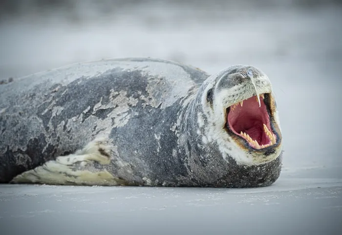 Framed Print : Leopard seal (Hydrurga leptonyx) yawning