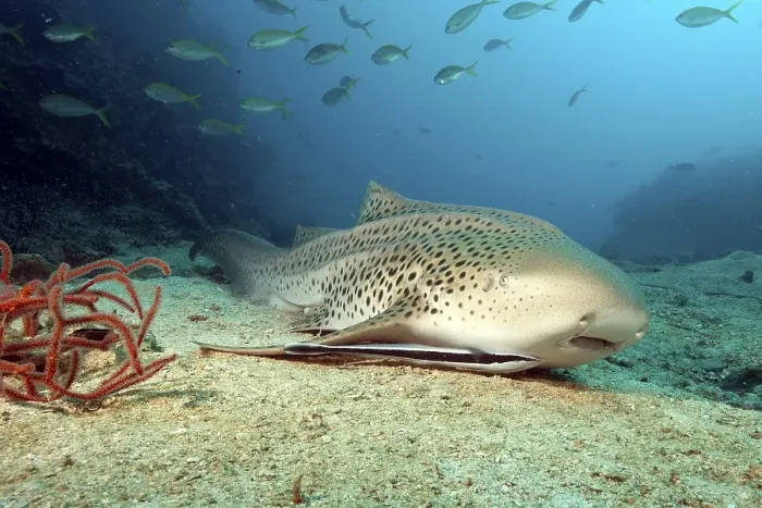 Framed Print : Leopard shark (Stegostoma fasciatum) and ship keeper