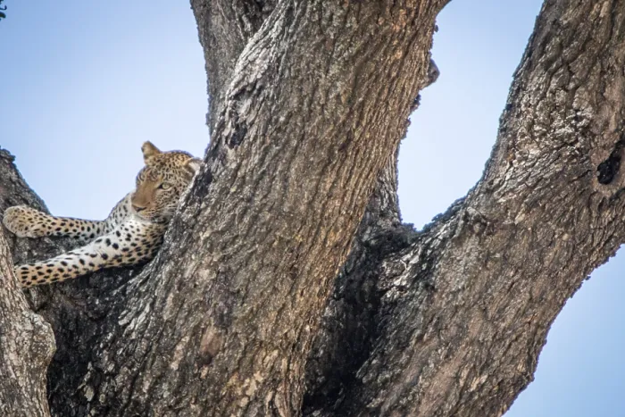 Framed Print : A Leopard in a tree in the Kruger National Park Framed Print : A Leopard in a tree in the Kruger National Park