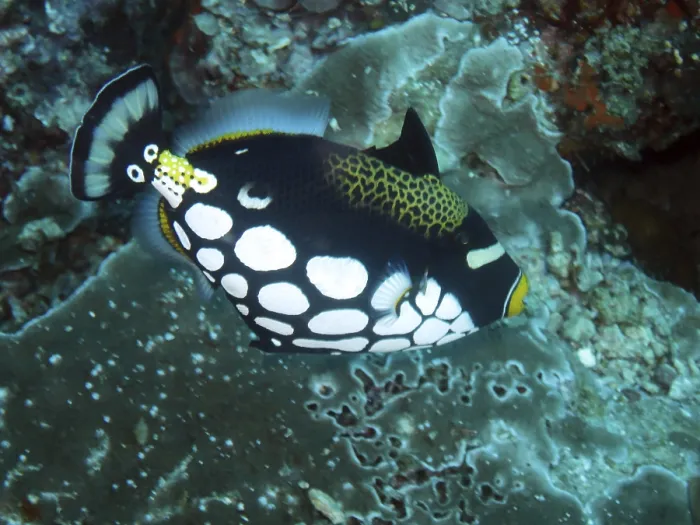 Framed Print : Leopard triggerfish (Balistoides conspicillum)