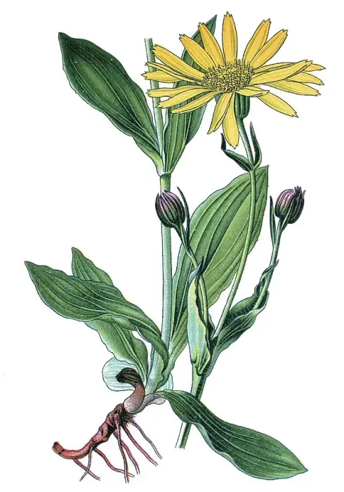 Framed Print : Leopard's Bane or Mountain Arnica (Arnica montana)