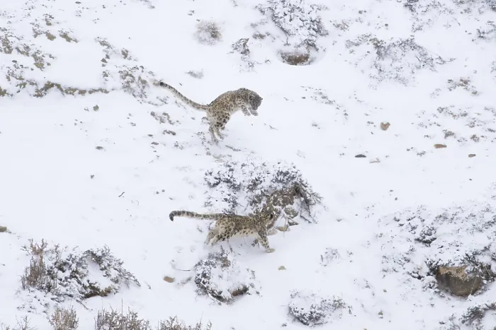 Framed Print : Two leopards roam through a snowy mountainous landscape