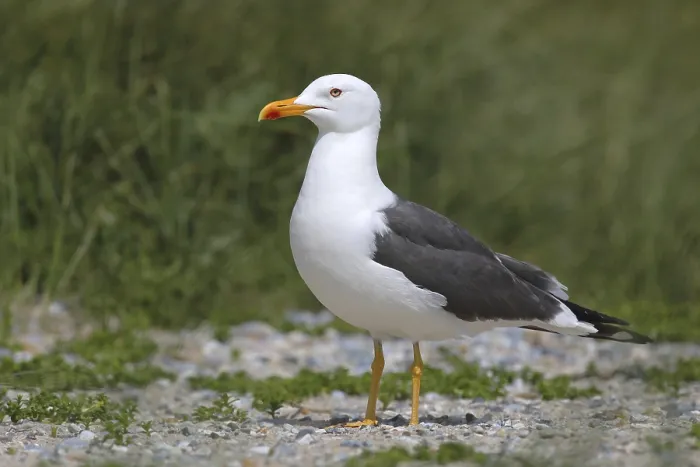 Framed Print : Lesser black-backed gull (Larus fuscus)