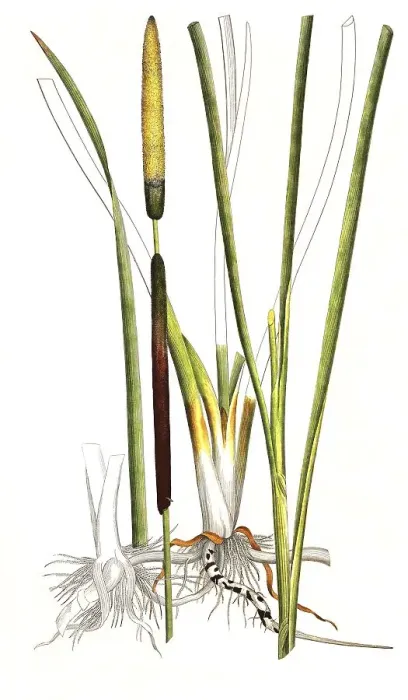 Framed Print : Lesser bulrush (Typha angustifolia) Framed Print : Lesser bulrush (Typha angustifolia)